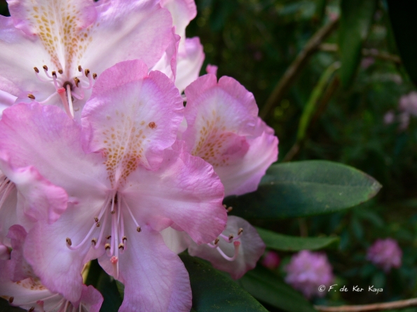 Bois des Moutiers (46) Juin 2012